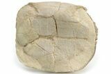 Oligocene Fossil Tortoise (Stylemys) - South Dakota #235563-3